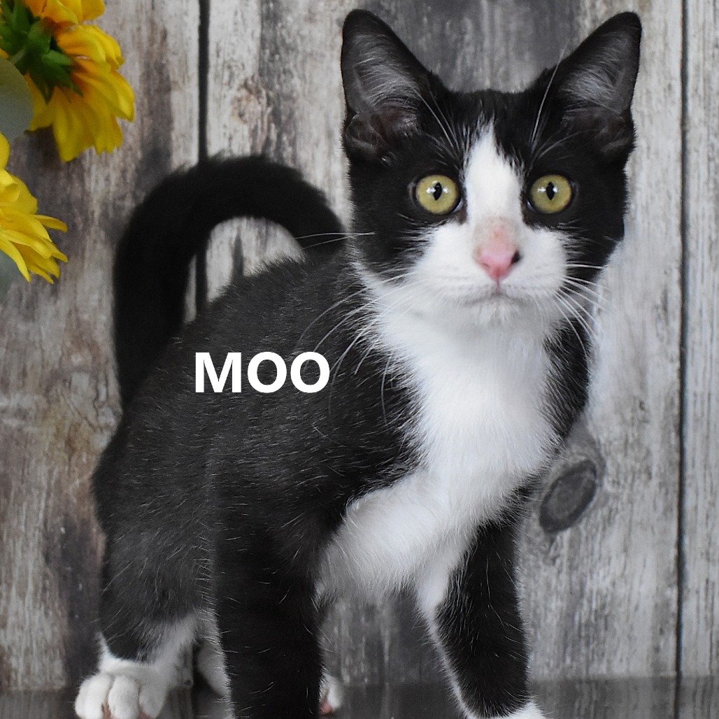 Moo