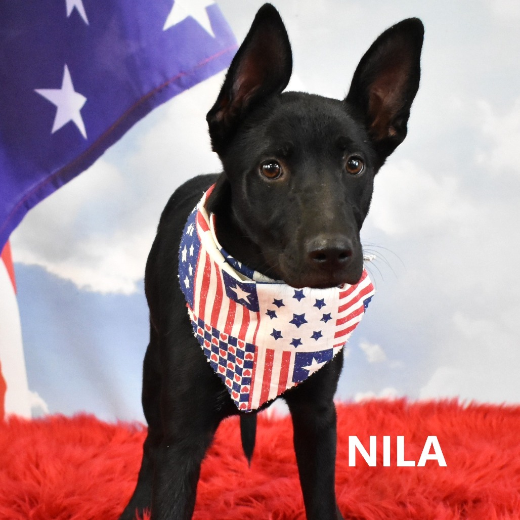 Nila