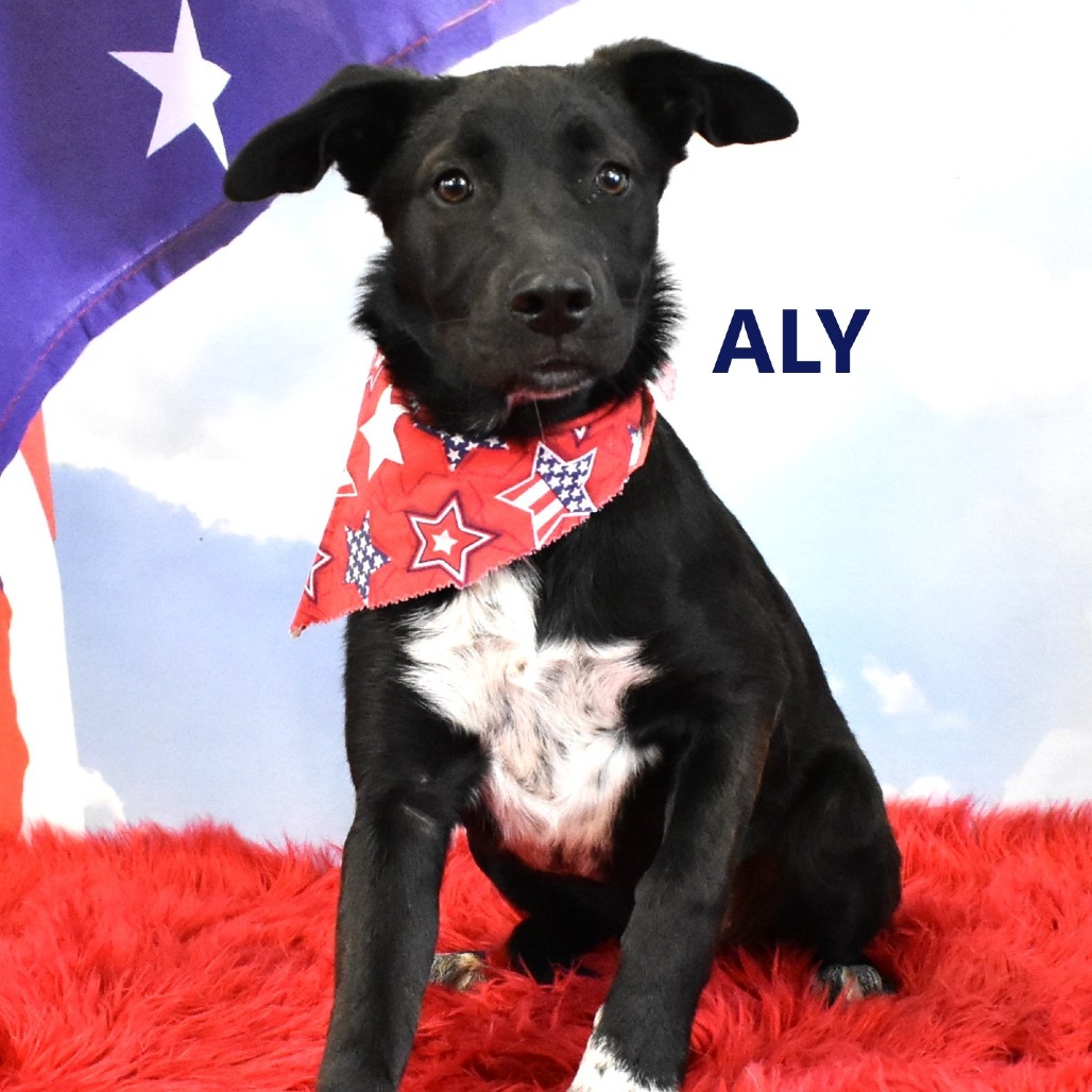 Aly