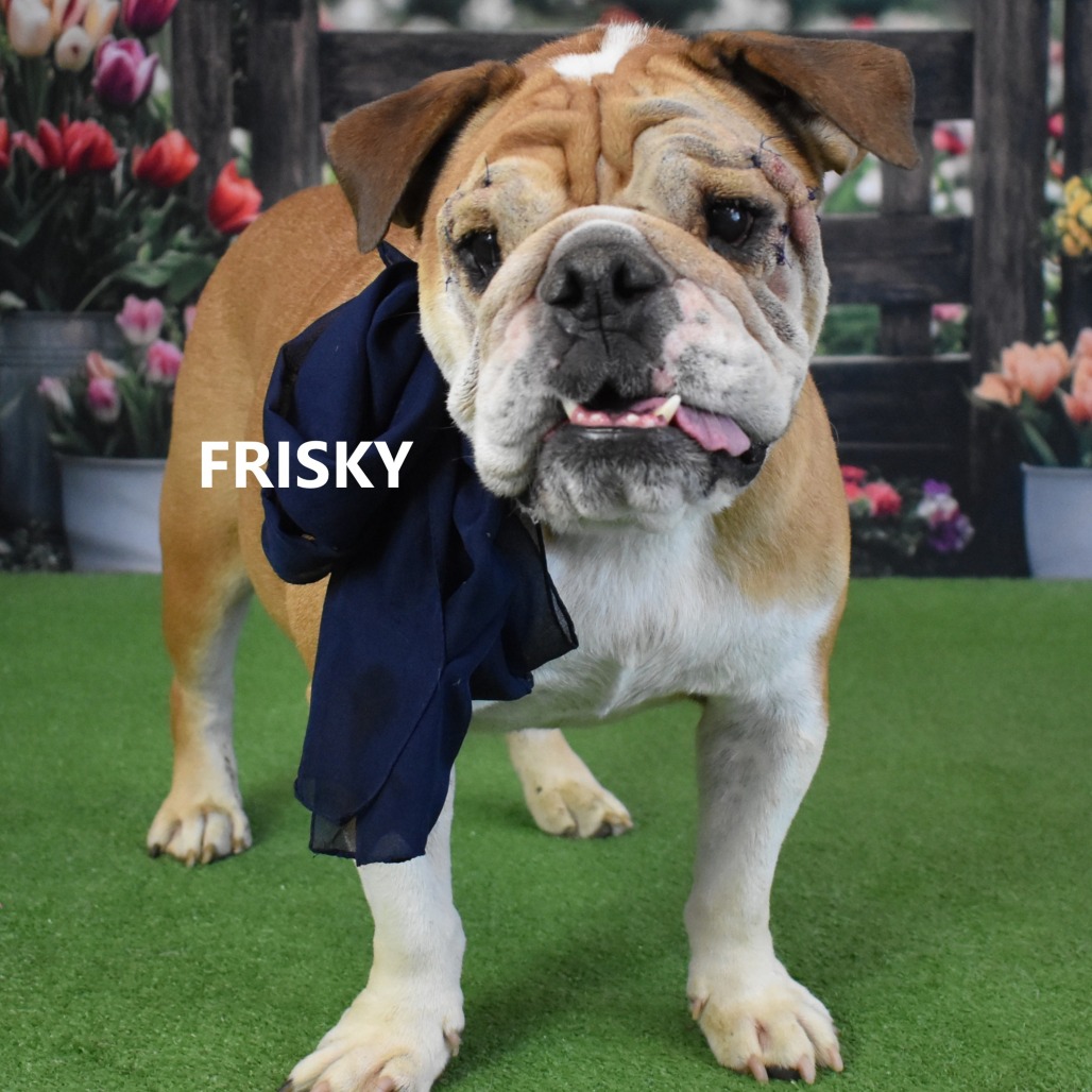 Frisky
