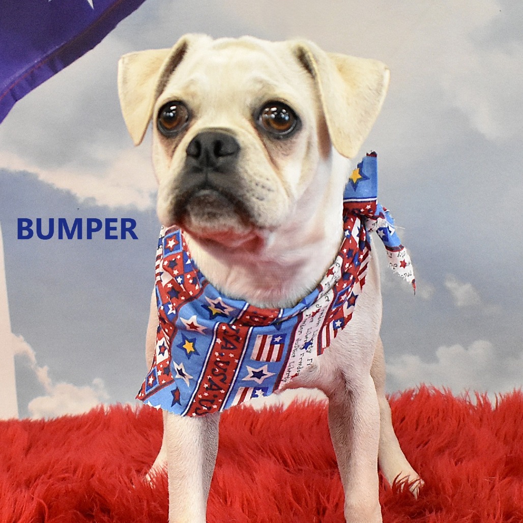 Bumper
