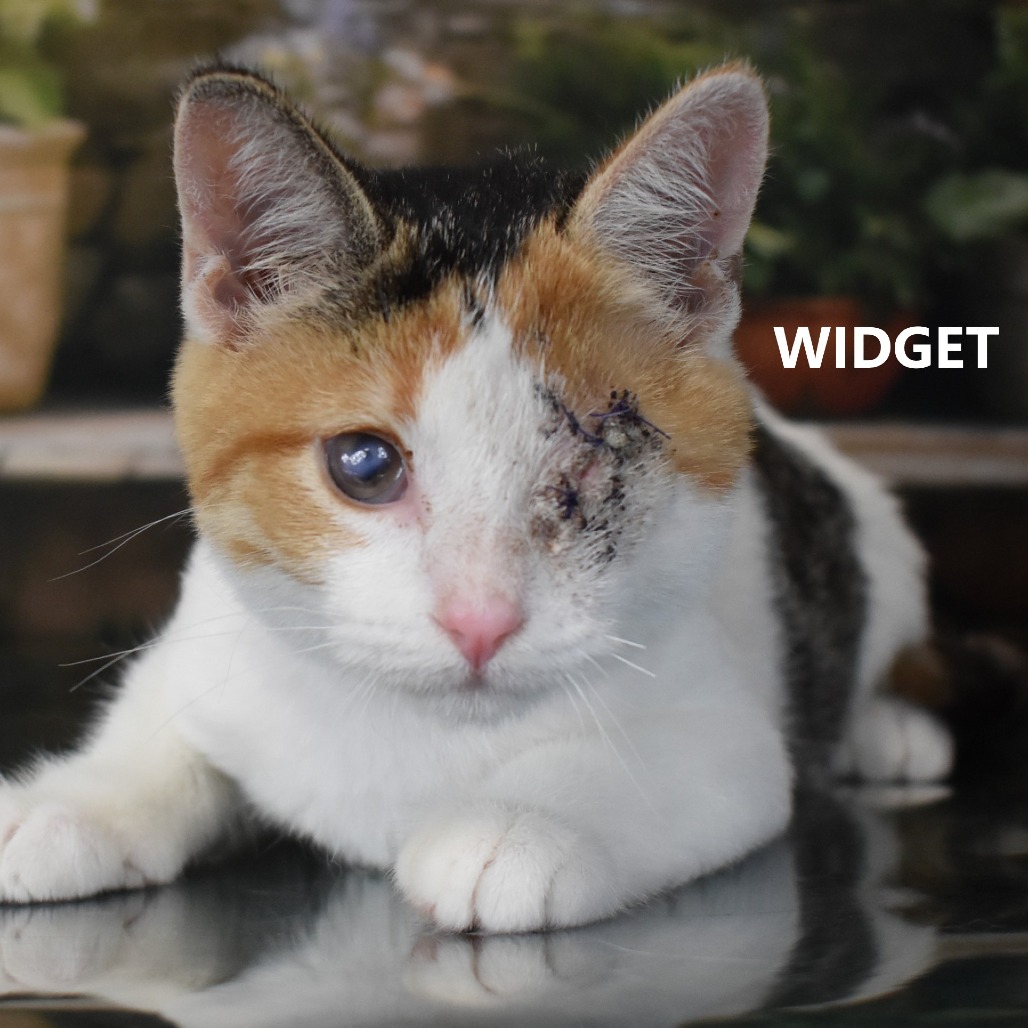Widget
