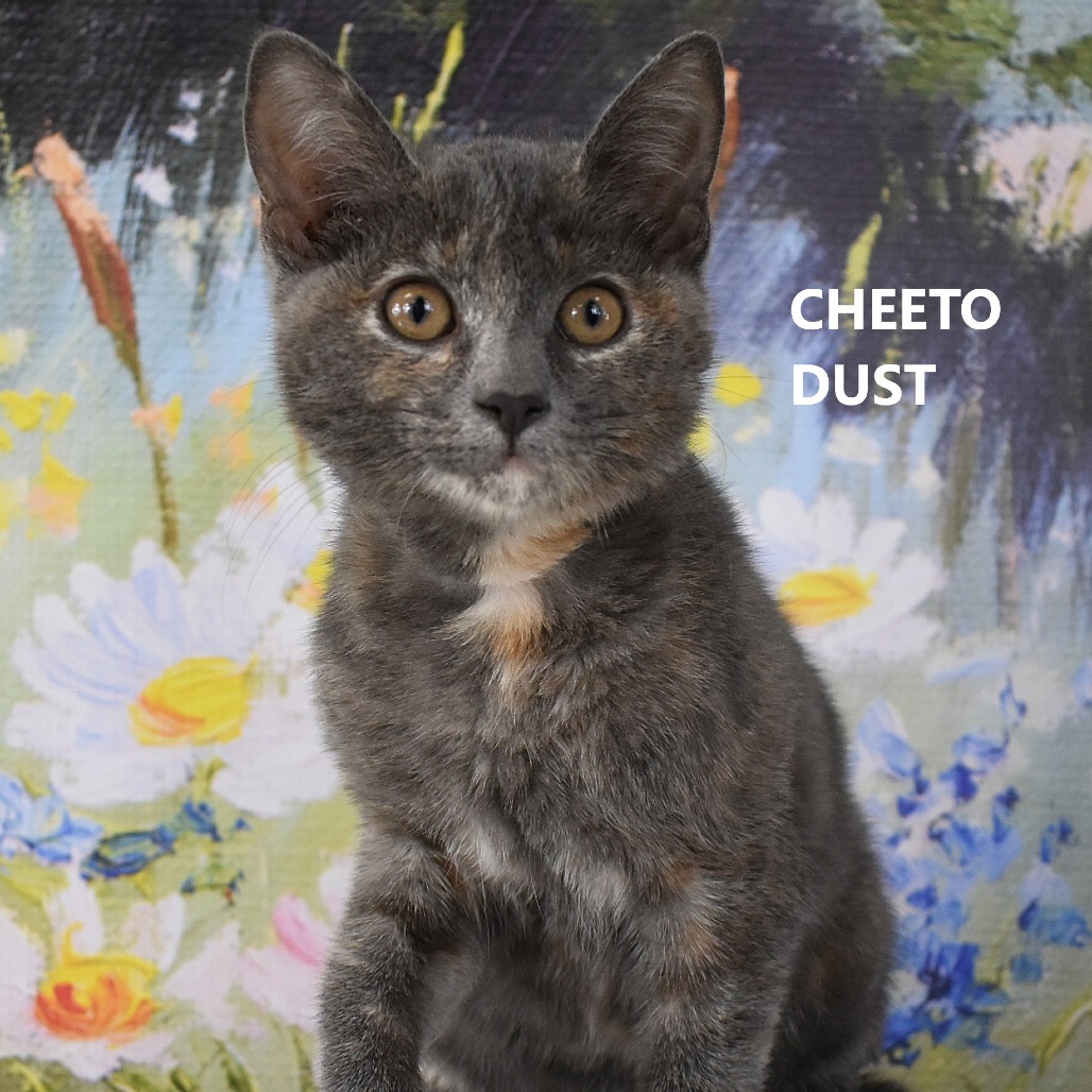Cheeto Dust