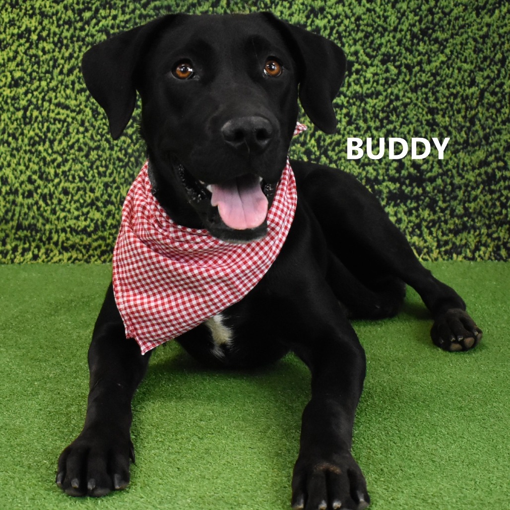 Buddy 