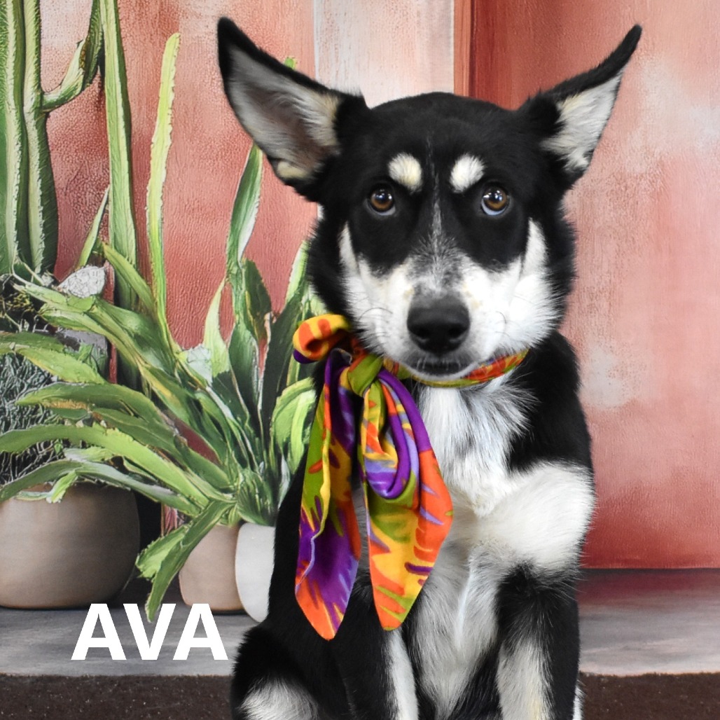 Ava