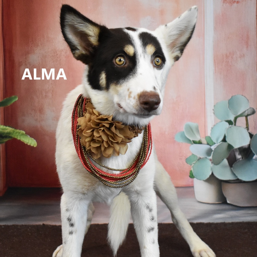 Alma