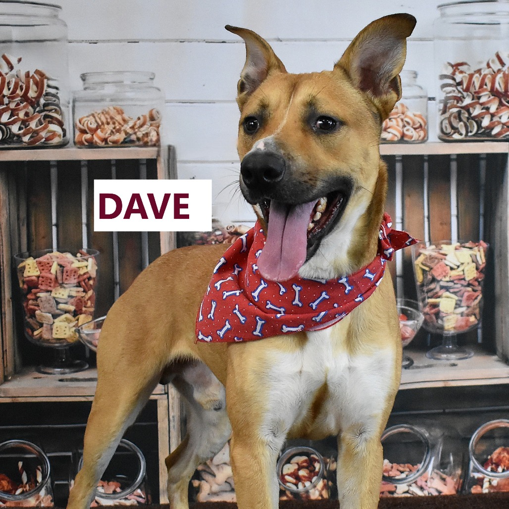 Dave