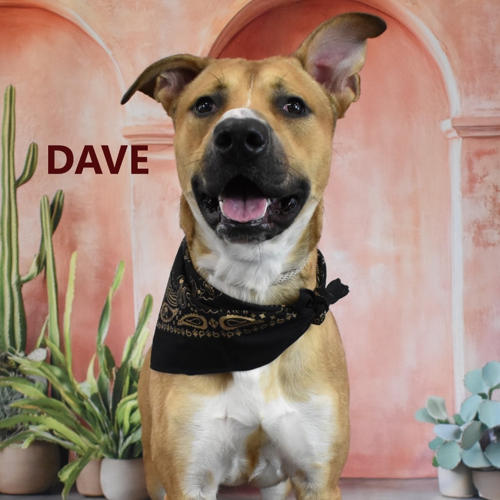 Dave