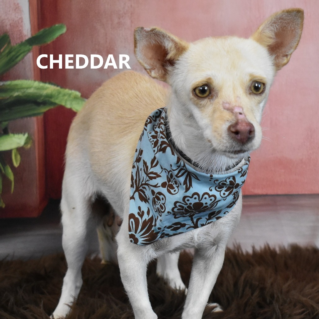 Cheddar