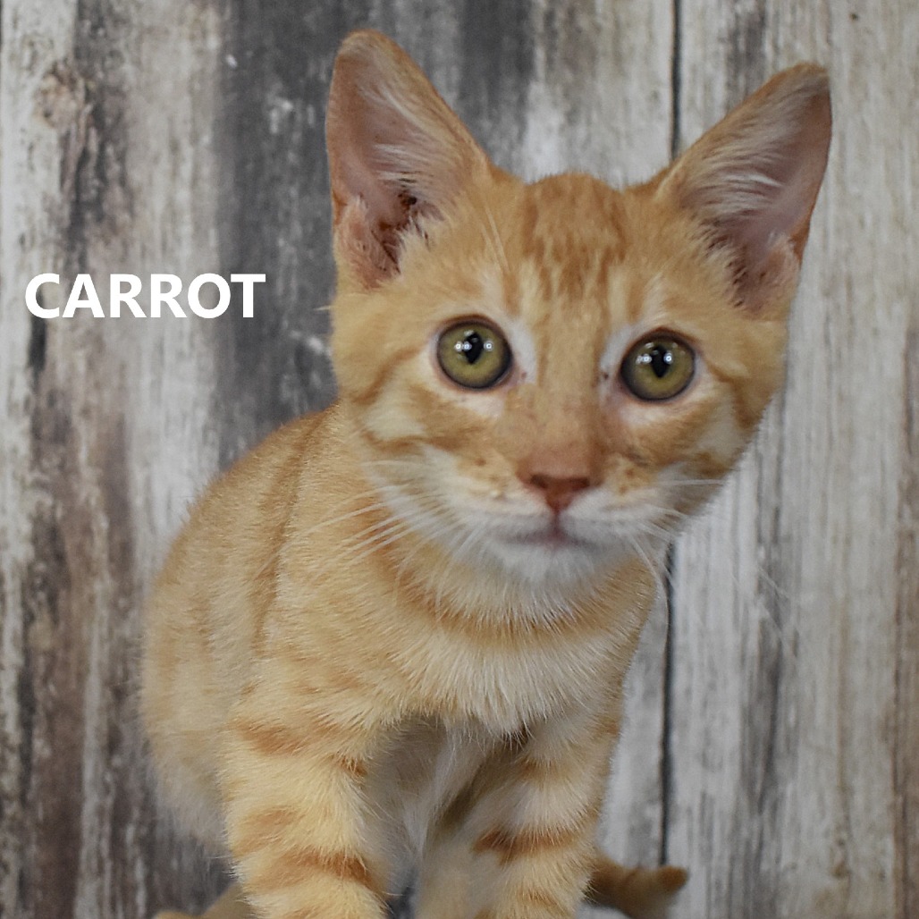 Carrot 