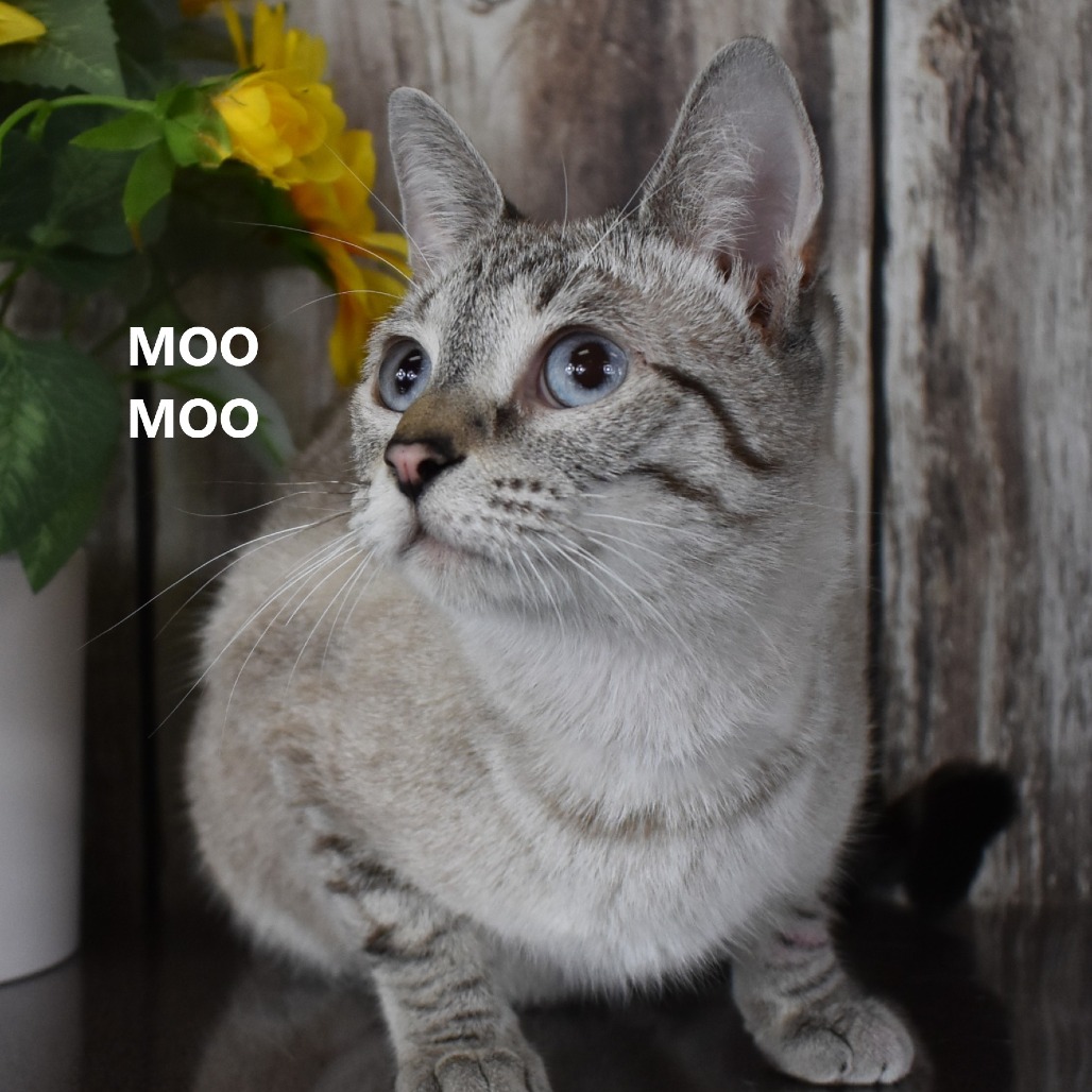 MooMoo