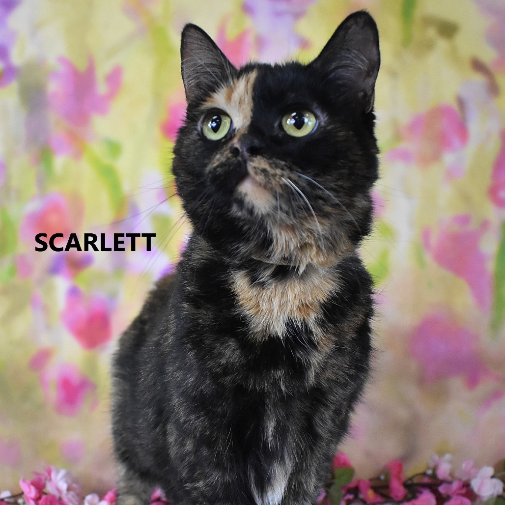 Scarlett