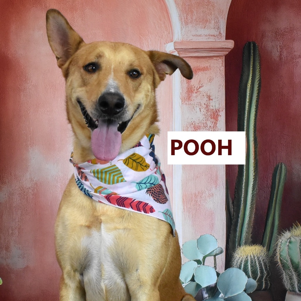 Pooh 