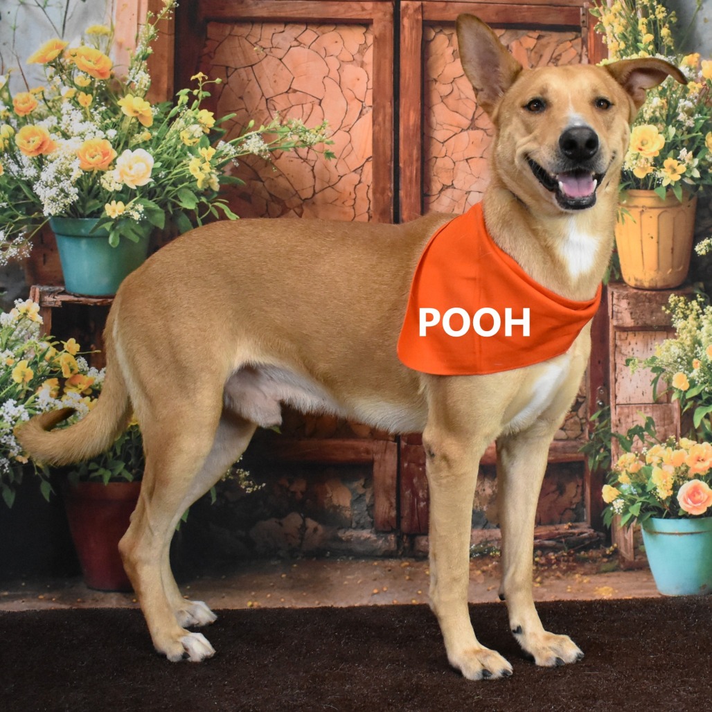 Pooh 