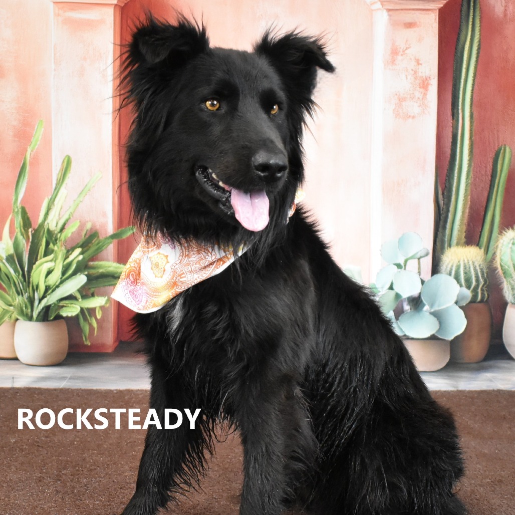 Rocksteady