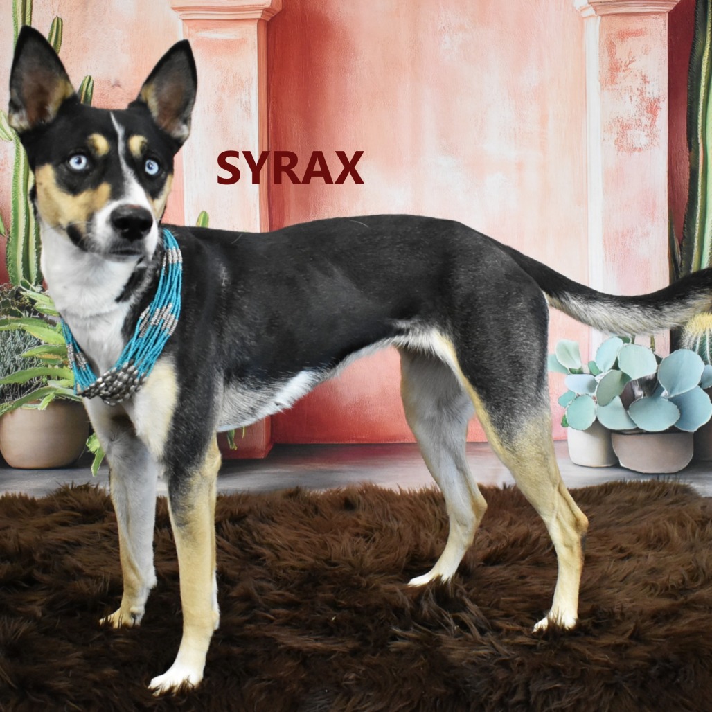 Syrax
