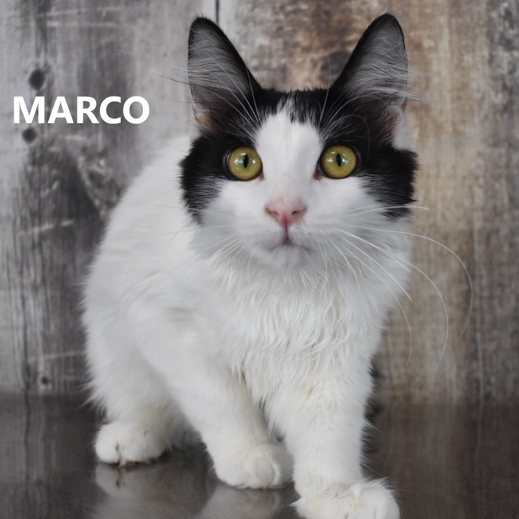 Marco