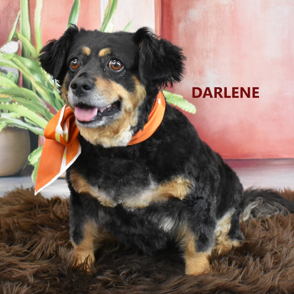 Darlene