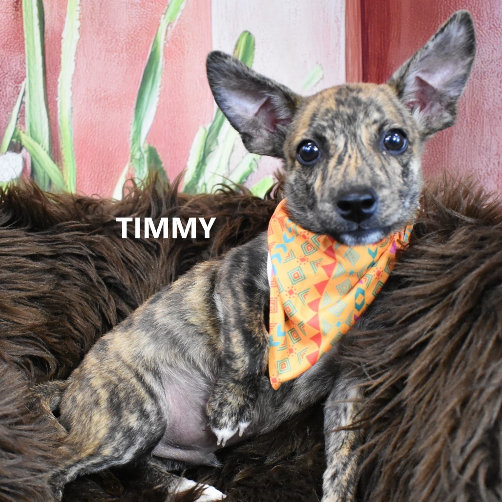 Timmy