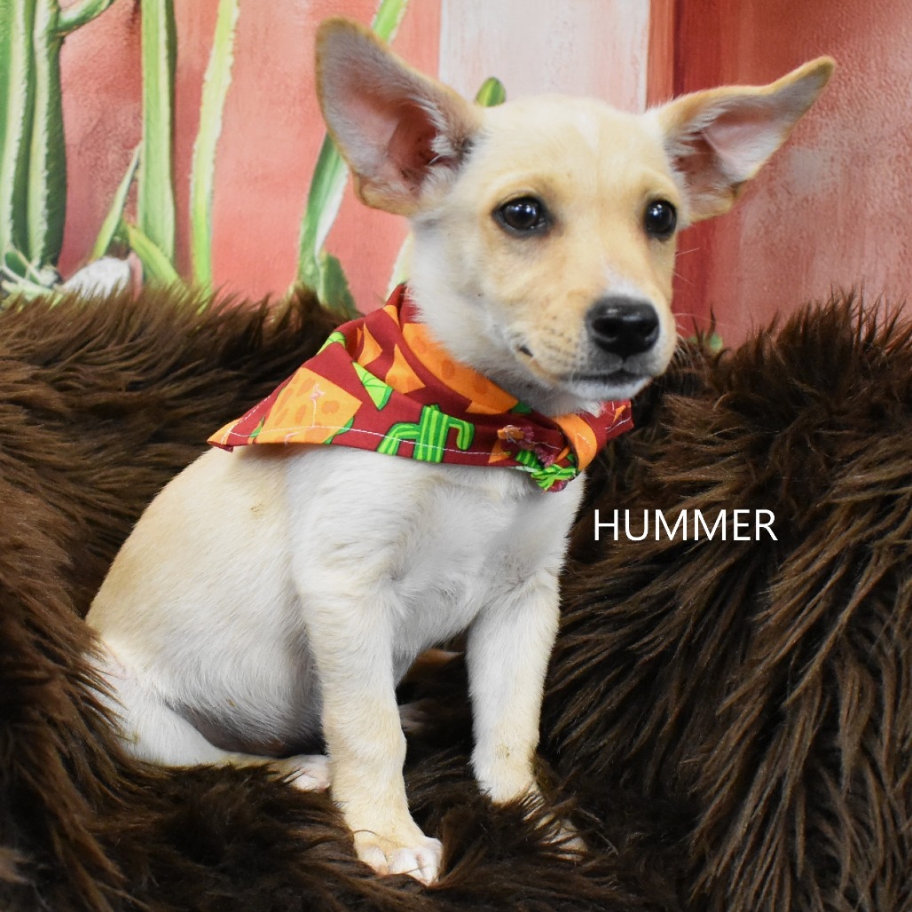 Hummer