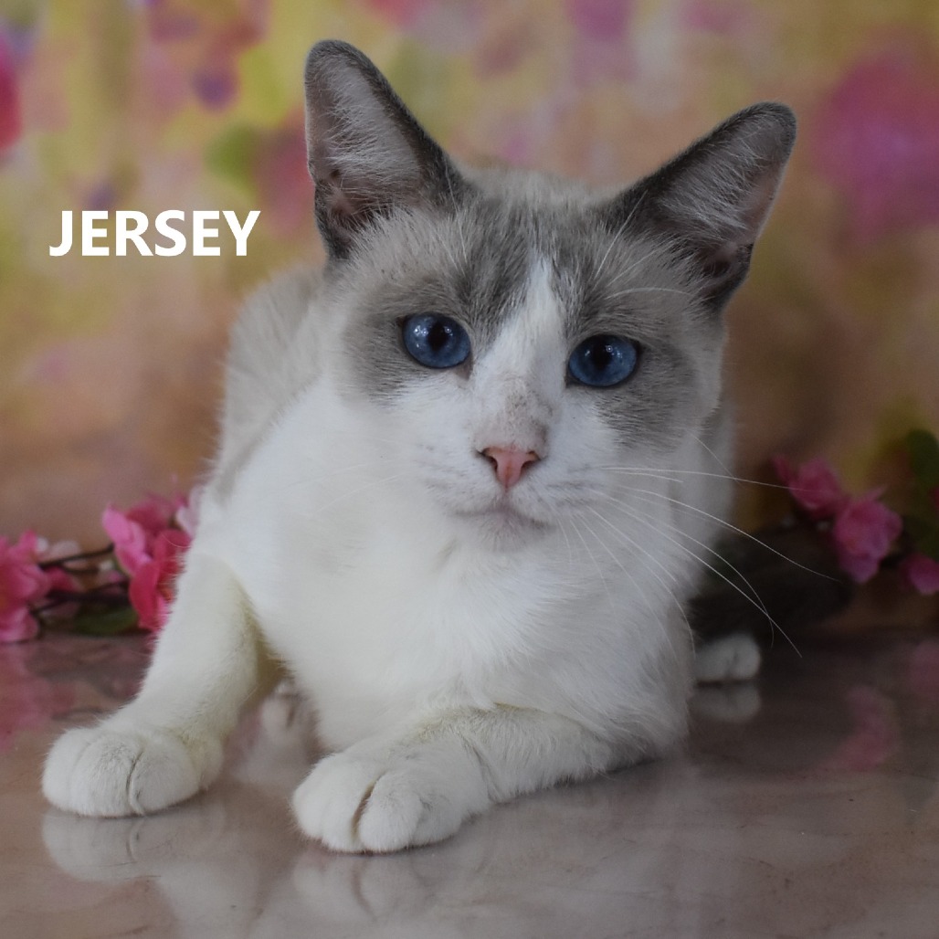 Jersey