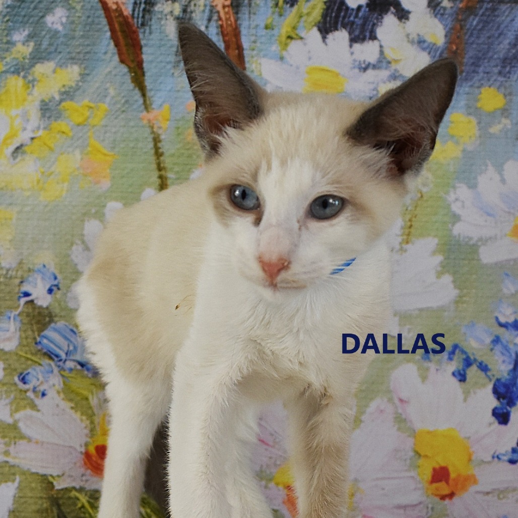 Dallas