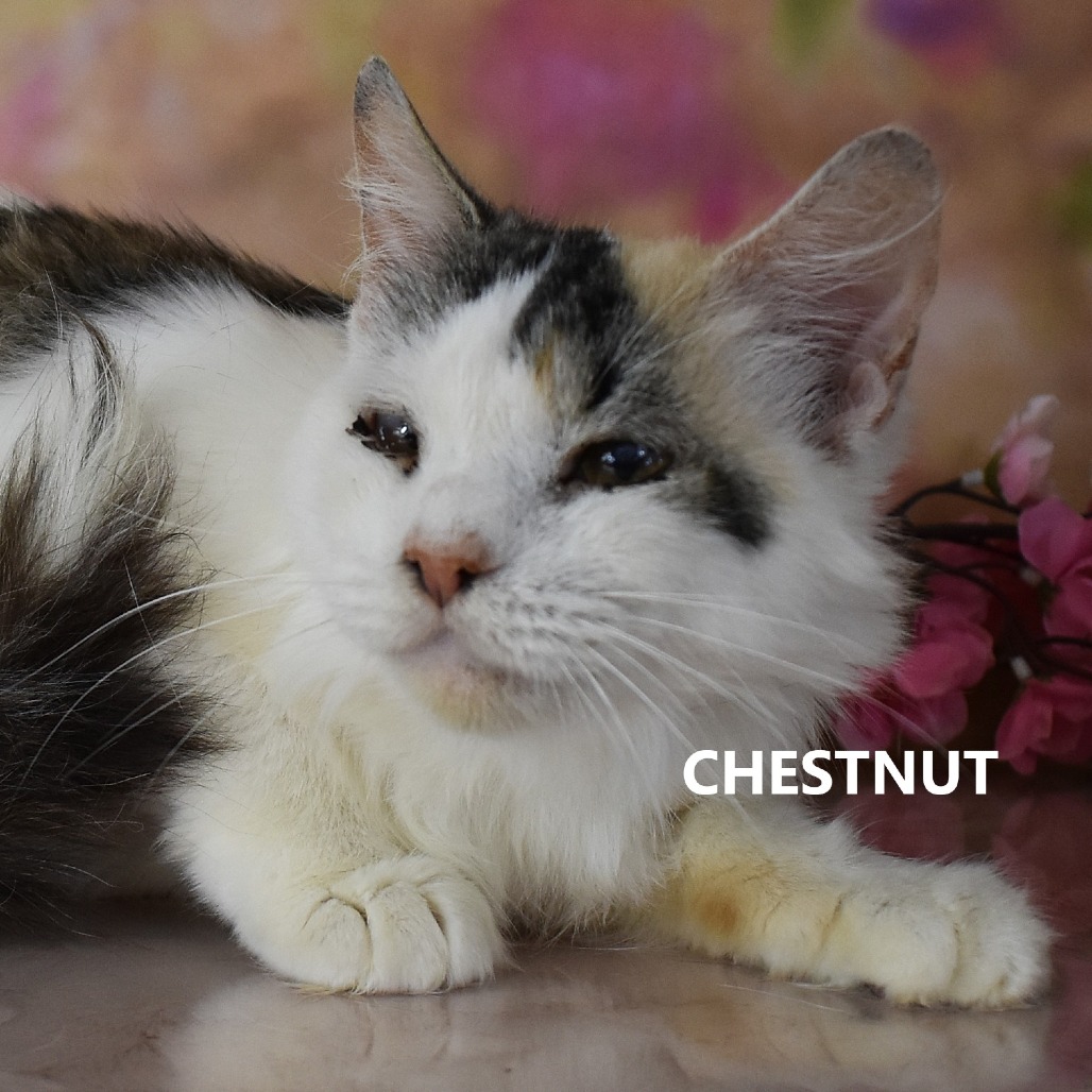 Chestnut