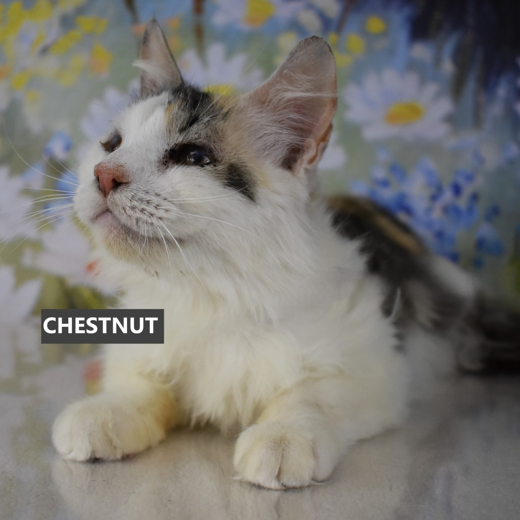 Chestnut