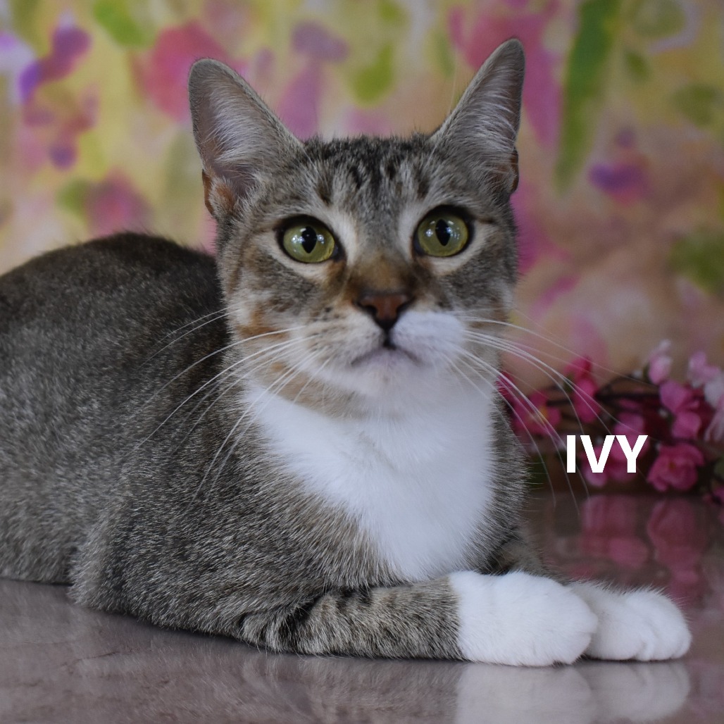 Ivy