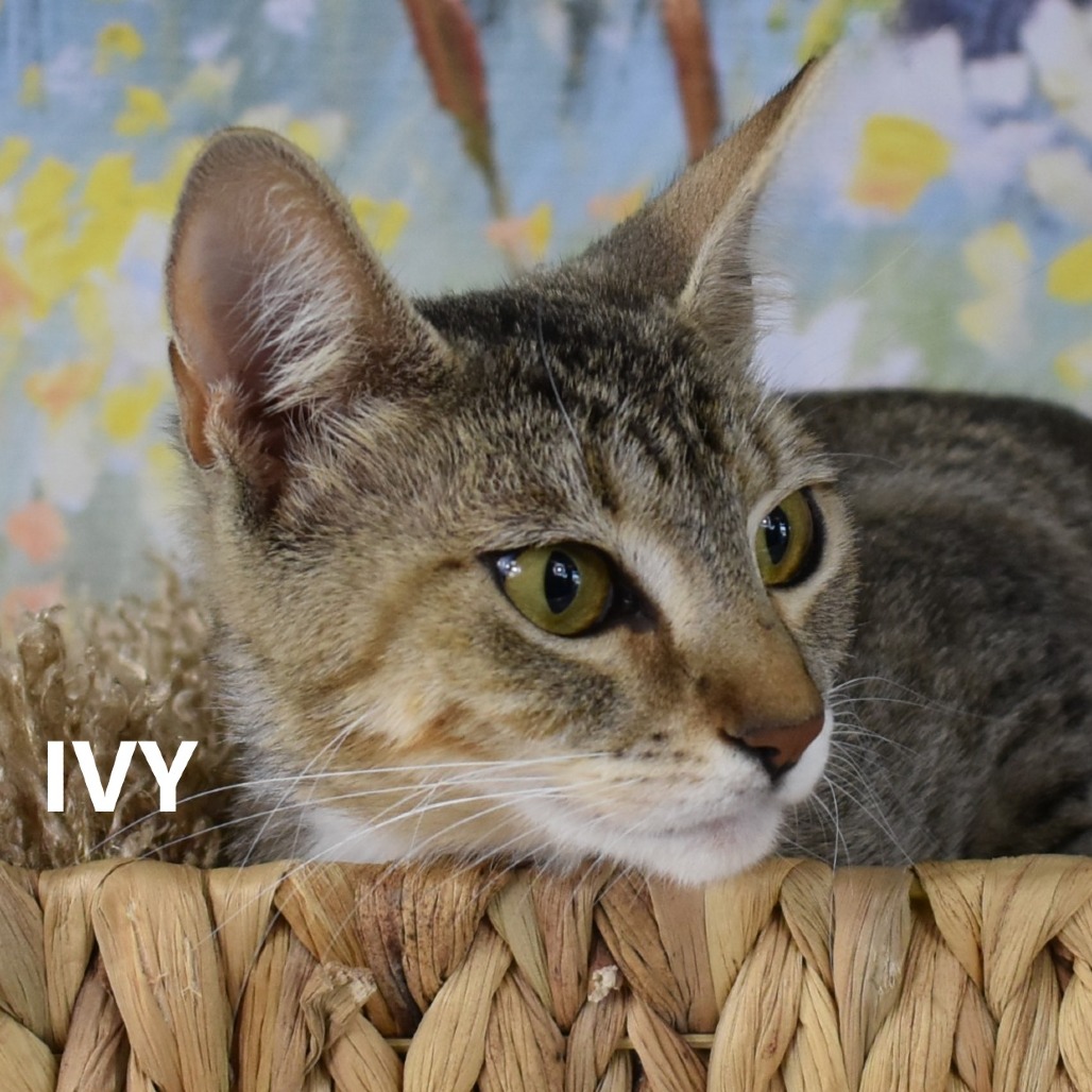Ivy