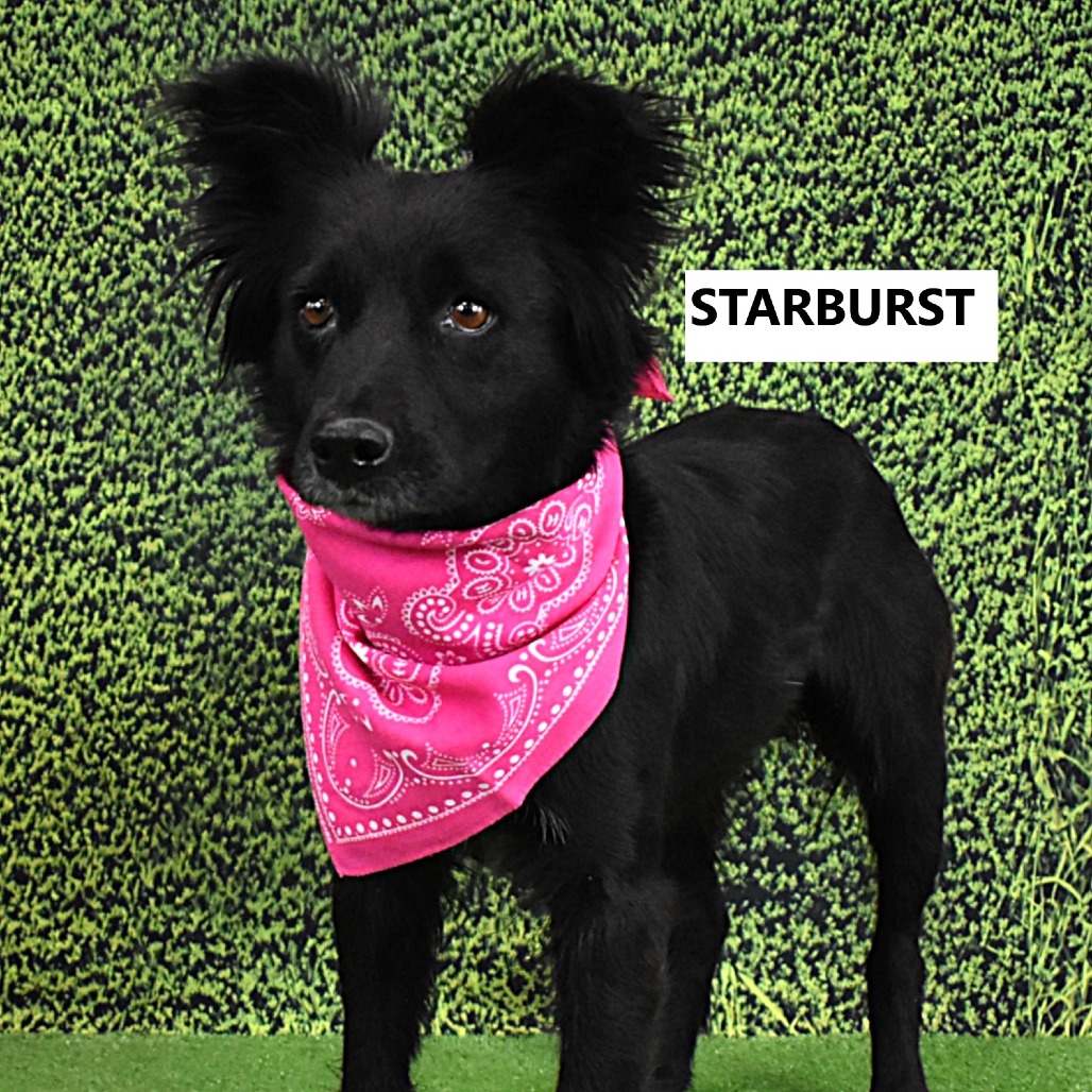 Starburst