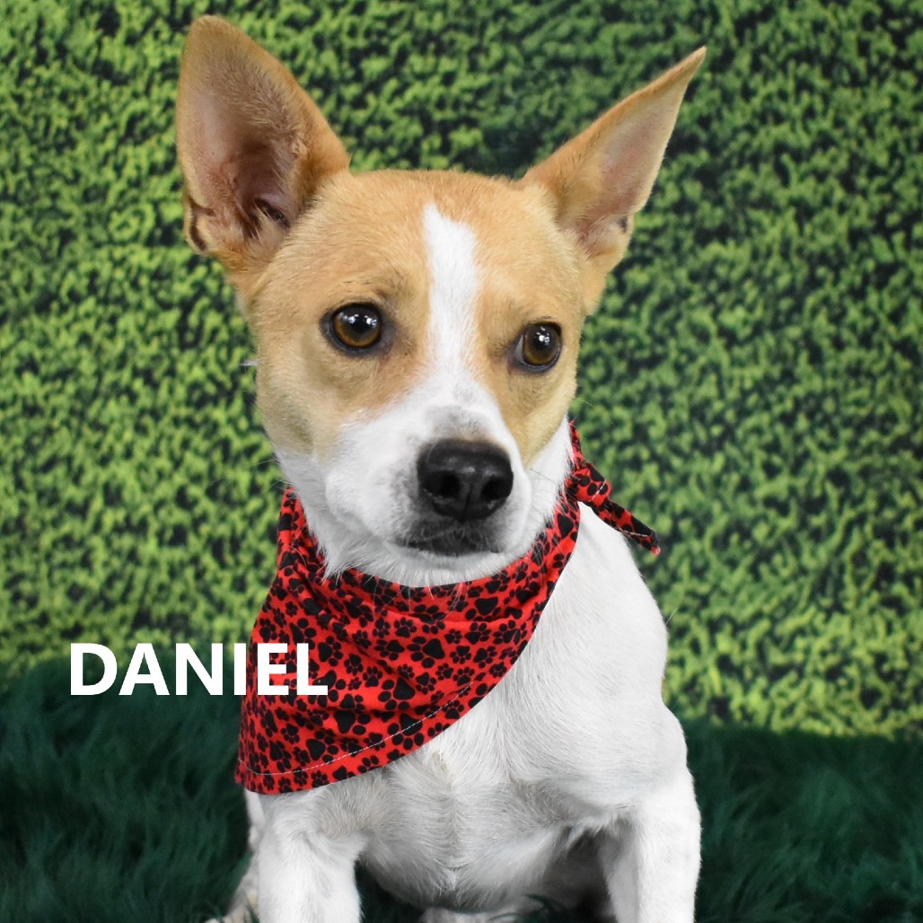 Daniel 