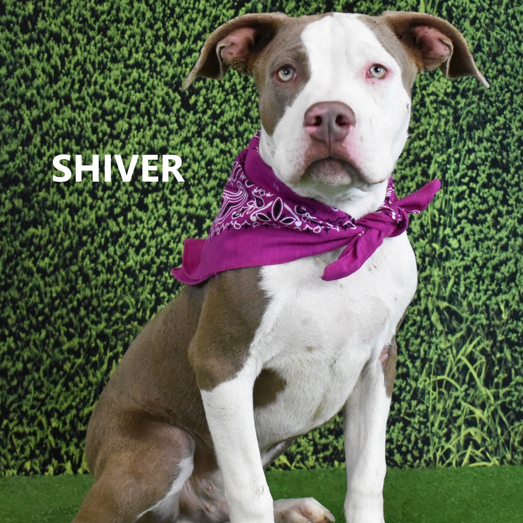 Shiver
