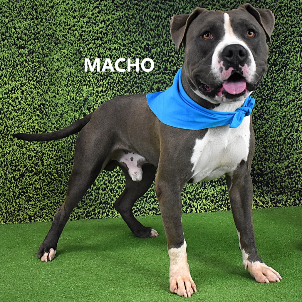 Macho