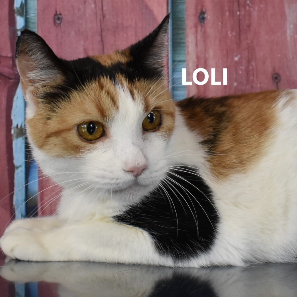 Loli