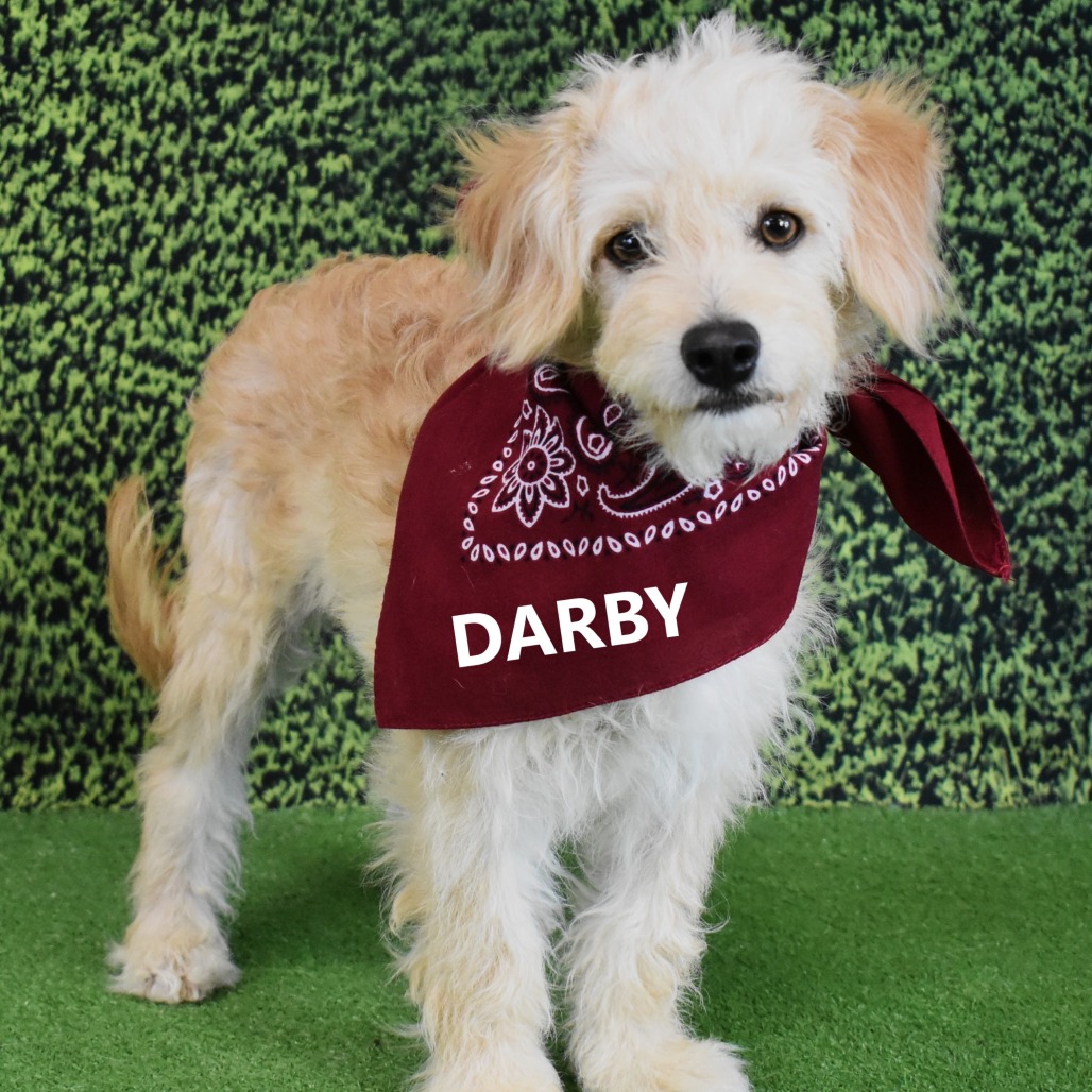 Darby
