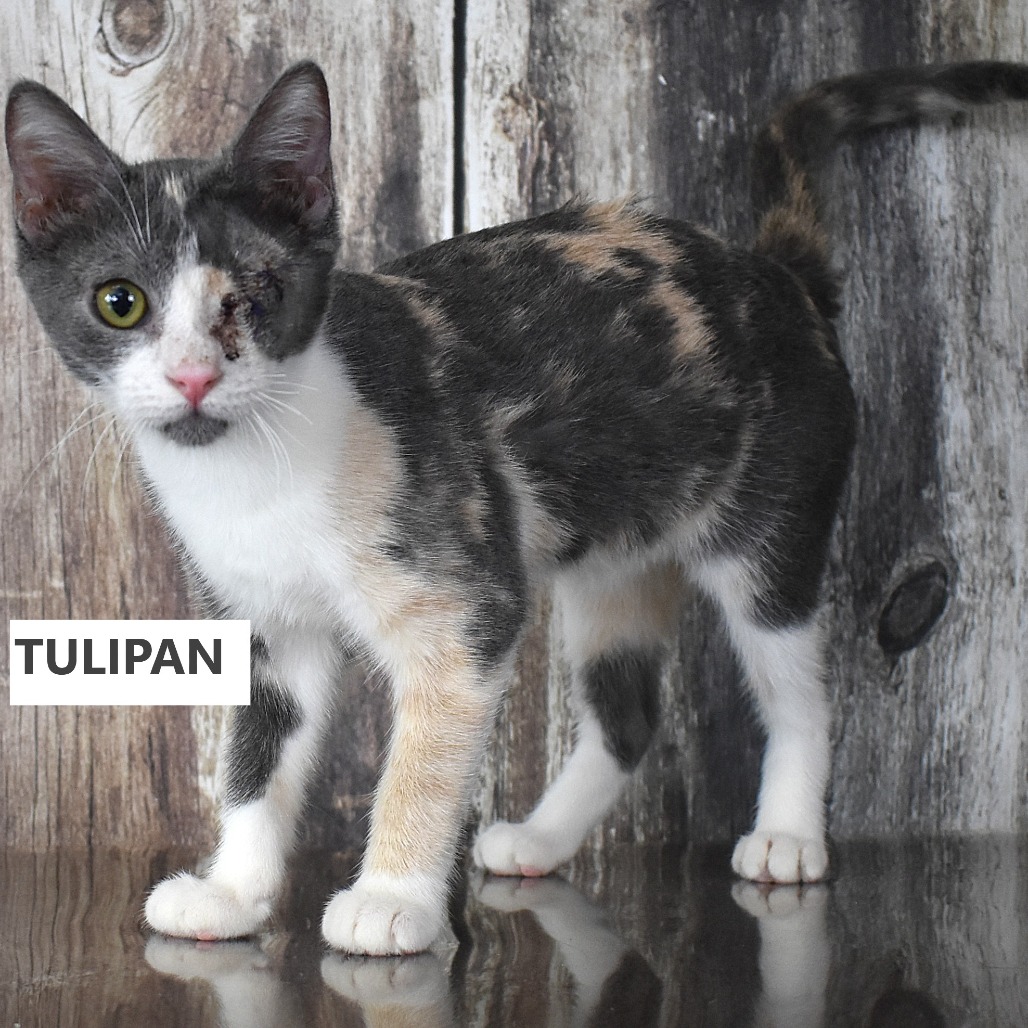 Tulipan