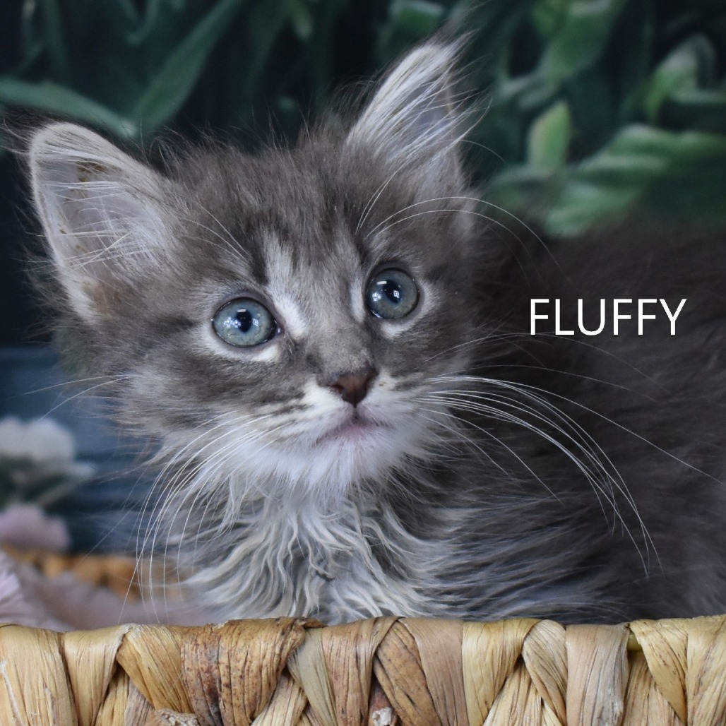 Fluffy