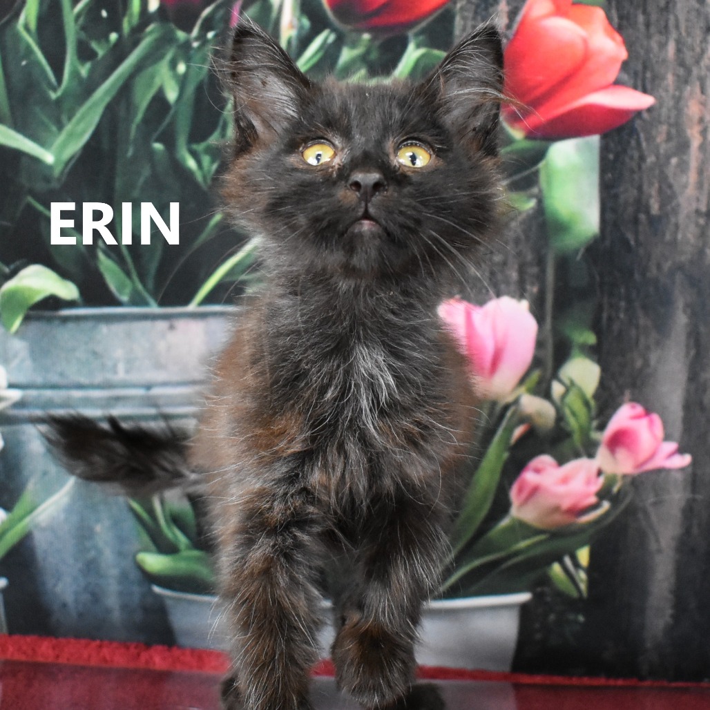 Erin