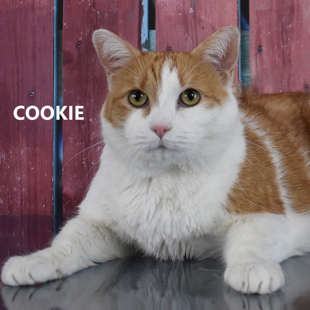 Cookie