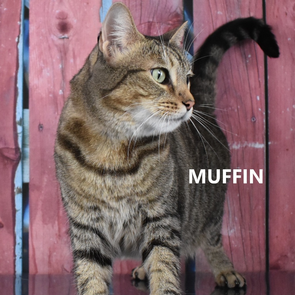 Muffin 