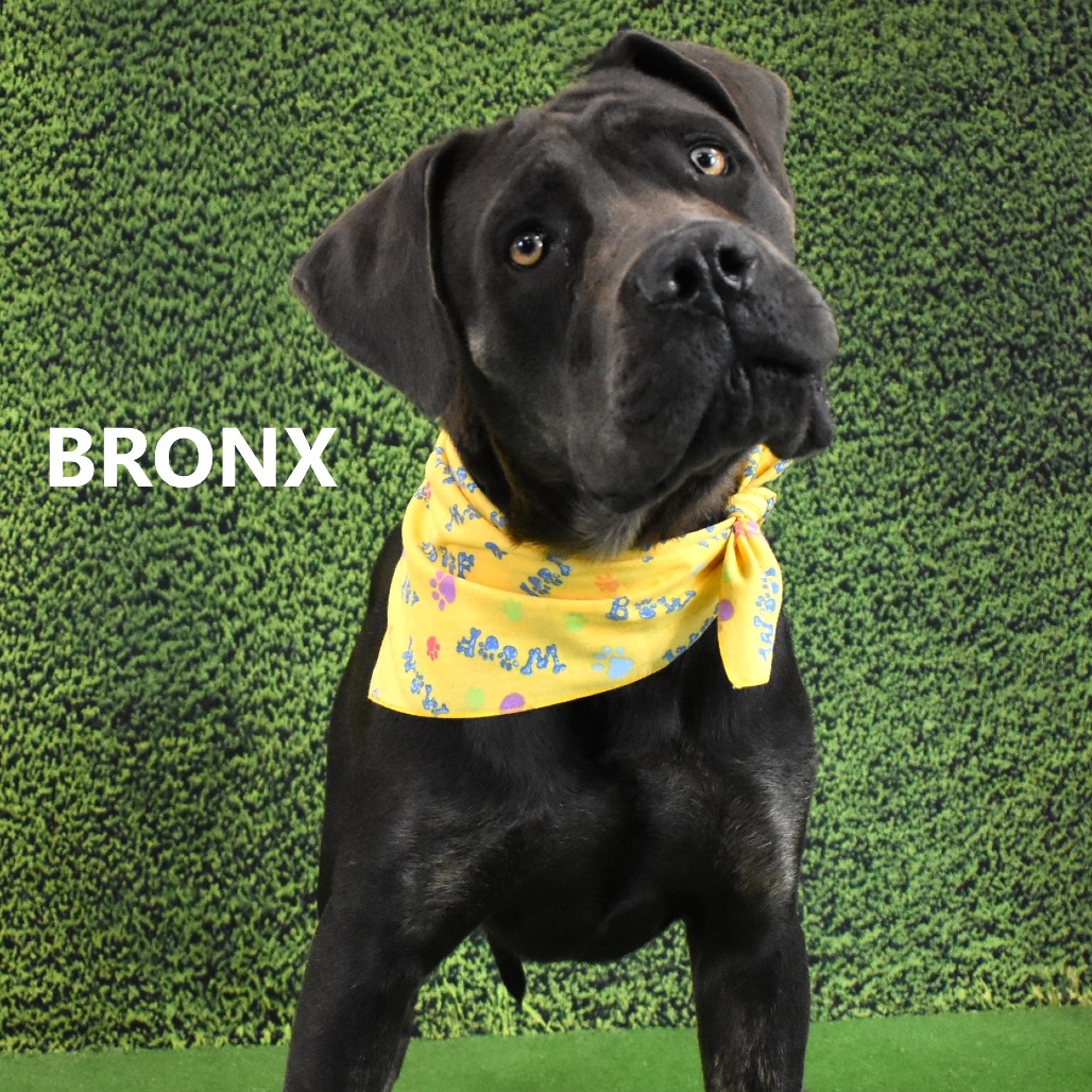 Bronx