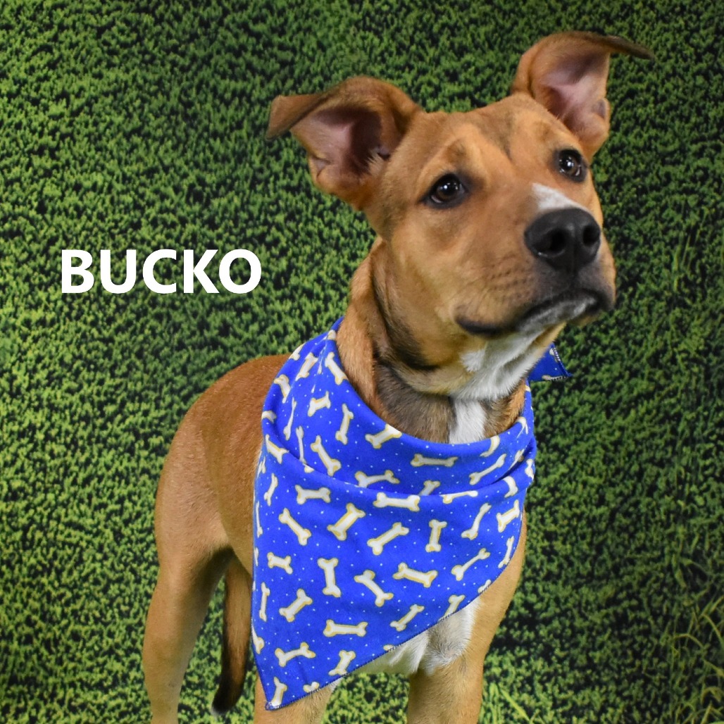 Bucko