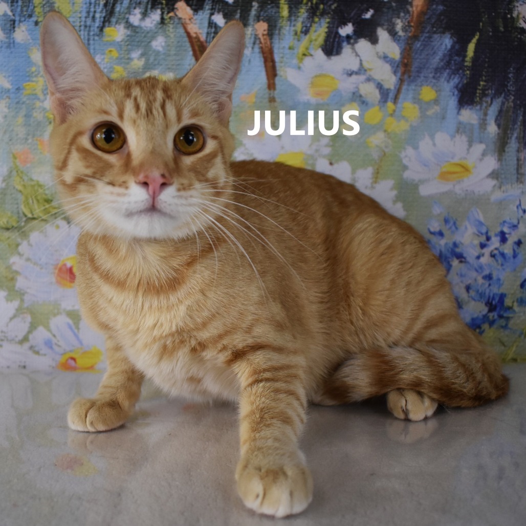 Julius