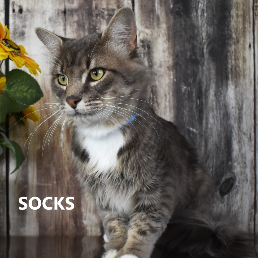 Socks