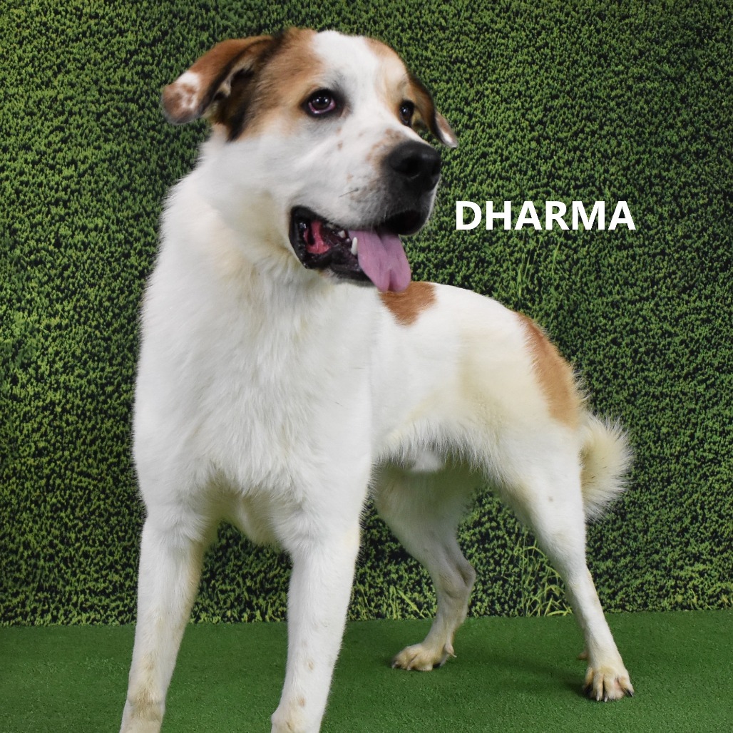 Dharma