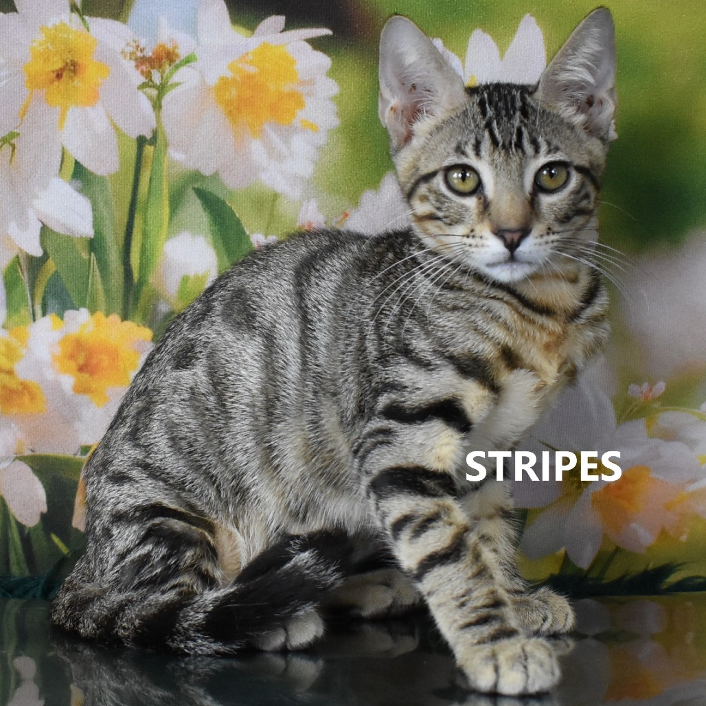 Stripes 