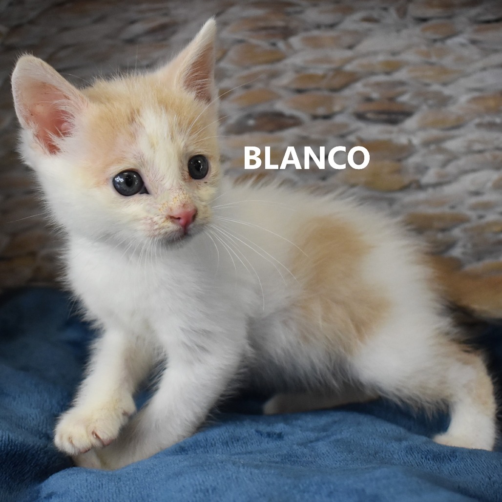 Blanco