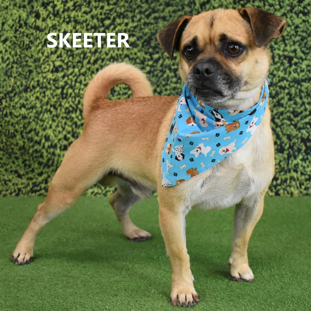 Skeeter