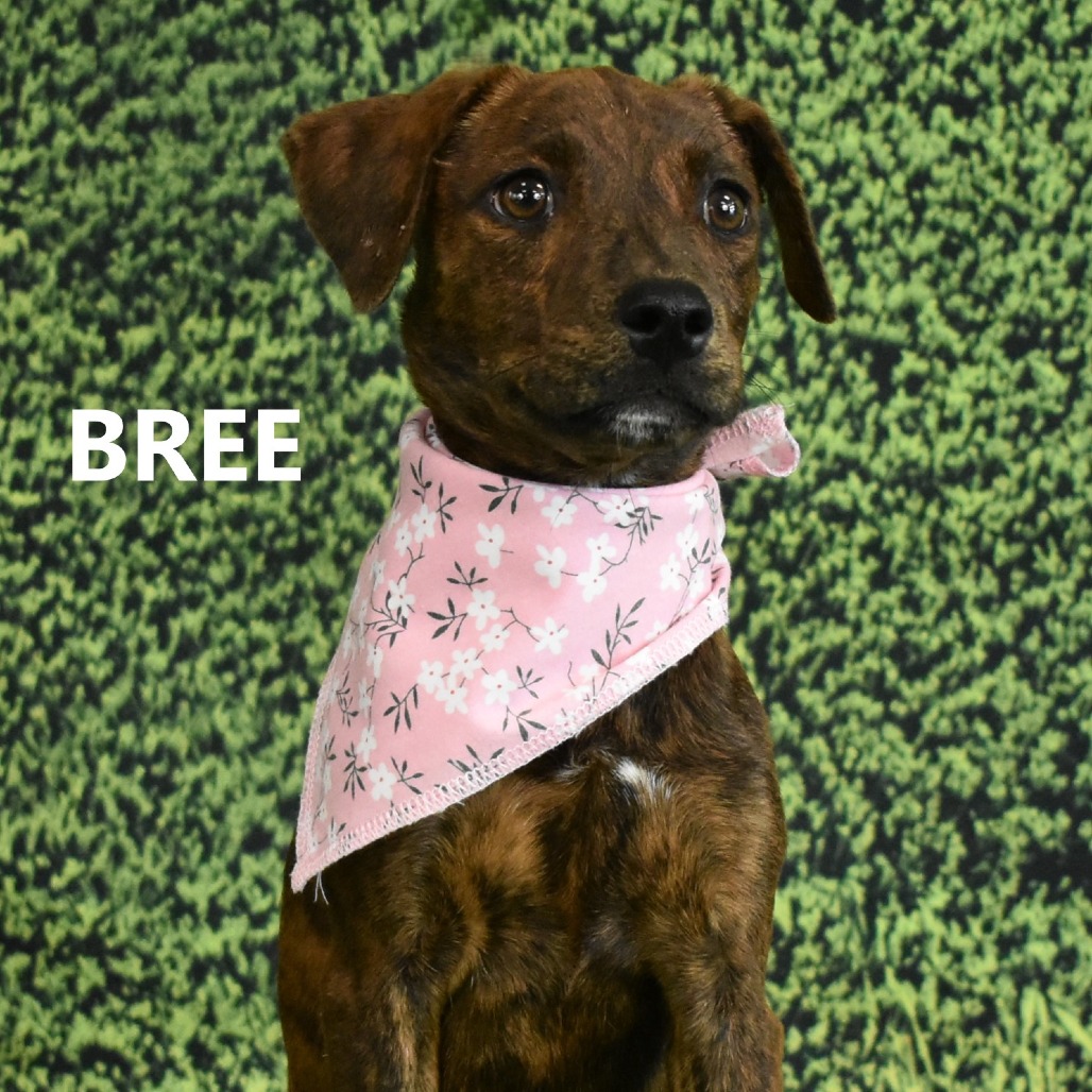 Bree